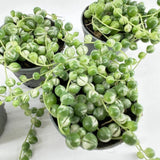 String of Pearls Plant Live in 2" Pot, Succulent Vine, Trailing Indoor Houseplant for Hanging Baskets (Variegated String of Pearls)
