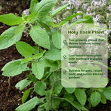 3 Holy Basil Plant Live, Tusil Basil Plants, Herb Plant, 3-5 Inch Tall for Planting
