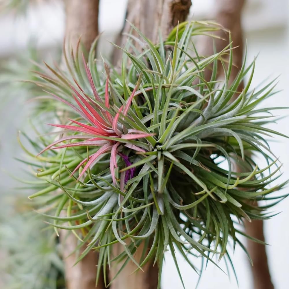 10 Red Tillandsia Air Plants, Live Tillandsia Succulent Houseplant Indoor Planting, 2 Inches
