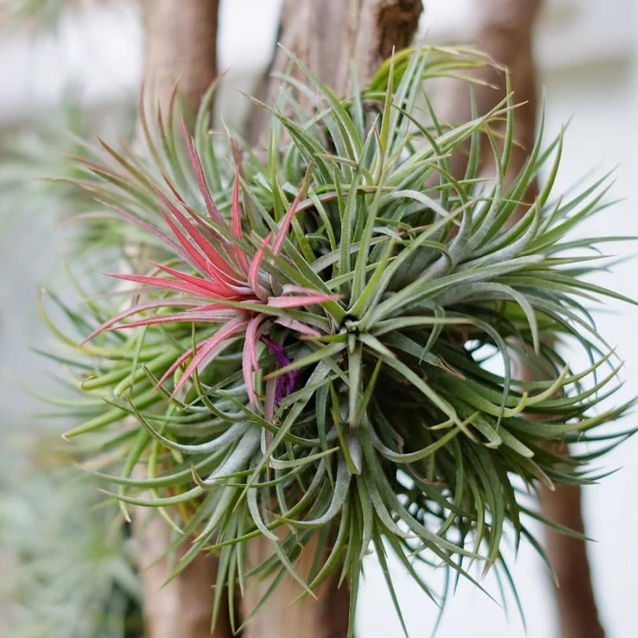 10 Red Tillandsia Air Plants, Live Tillandsia Succulent Houseplant Indoor Planting, 2 Inches
