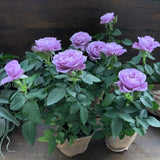 Mini Rose Bush, Miniature Rose Flowers in 3'' Pot, Compact Flowering Rose for Indoor Outdoor Gardens and Containers