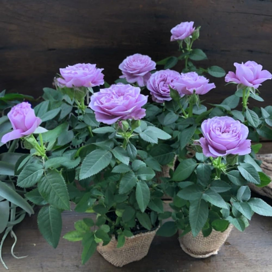 Mini Rose Bush, Miniature Rose Flowers in 3'' Pot, Compact Flowering Rose for Indoor Outdoor Gardens and Containers
