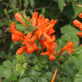 2 Orange Honeysuckle Plants Live for Planting, Size 3 to 5 Inch Tall Honeysuckle Plant, Perennial Flower Vine Shrub for Grow Outdoors, Well Rooted