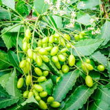 Neem Tree Live Plant in Half Gallon Pot, 8-12" Tall for Outdoor Growing