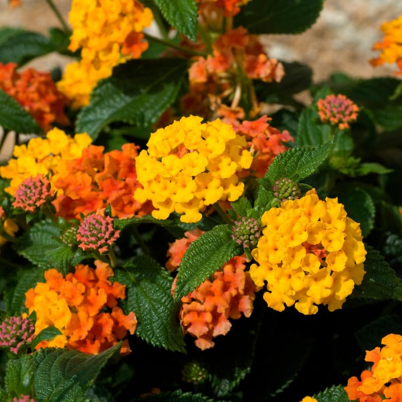 2 Lantana Plants Live, Perennial Live Flowering Lantana, Container Growing 4-9 Inch Tall