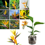 Bird of Paradise Plant - Live Tropical Ornamental Houseplant, Indoor and Outdoor Planting, Zones 9-11 (Yellow)