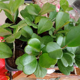 Hoya Kerrii Plant Live, 3-5'' Tall, Hoya Plants Live Houseplant, Well-Rooted for Indoor Outdoor Landscape