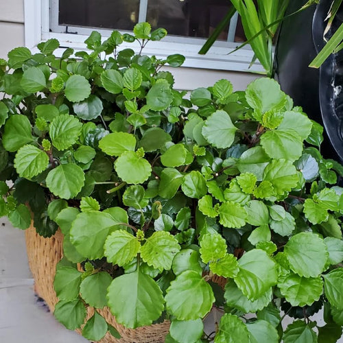 2 Plectranthus Swedish Ivy Plants Live for Growing, Green Swedish Ivy Mint Herb Starter Plants to Grow Hanging Basket Houseplant