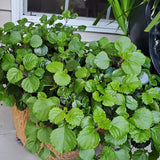 2 Green Swedish Ivy Plants Live for Planting, Plectranthus Swedish Ivy Herb Live Starter Plants, Swedish Ivy Mint Plant Hanging Basket Houseplant