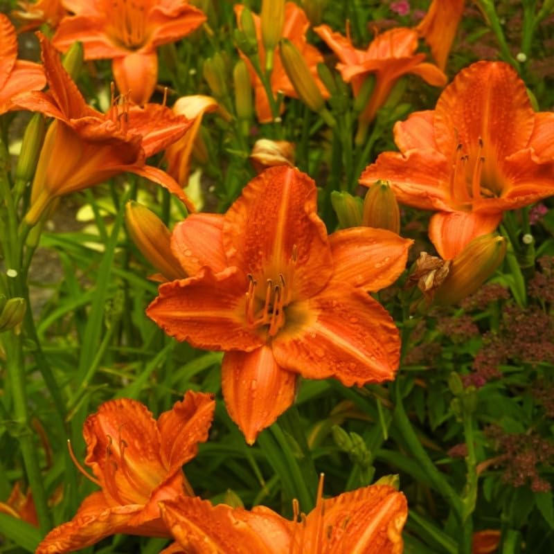 Set 6 Orange Daylily Live Starter Plant, 4-6" Tall, Daylilies Plant, Hardy Flowering Plant for Yard, Garden and Landscaping, Bareroot