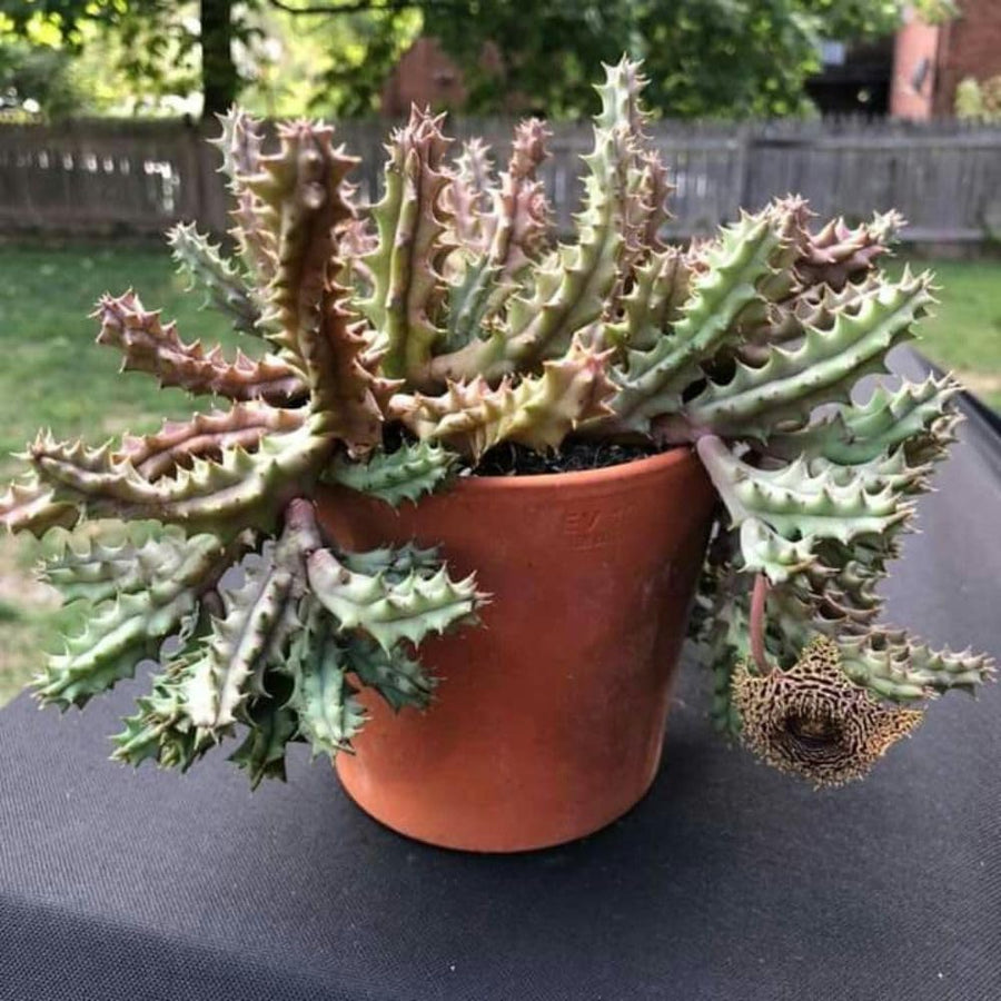 Live Starfish Cactus Plant, Well Rooted Indoor Plant, Starfish Flower Cactus, 2" Pot, 4-8 Inch Tall