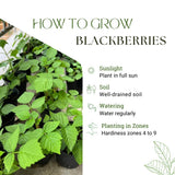Black Berry Plant, Black Berry Bushes Live Plant, 2 to 3 Feet Vine, Sweet Blackberries Fruit Seedling, Hardy Fruit Bearing Shrubs for Outdoor Planting