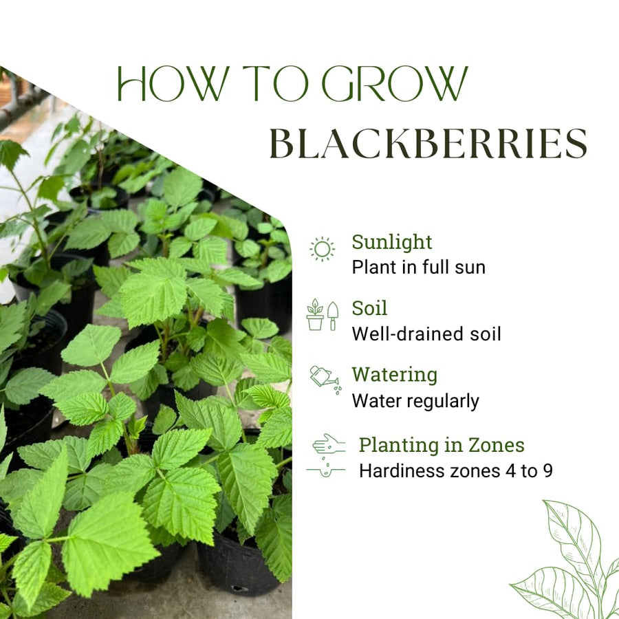 Black Berry Plant, Black Berry Bushes Live Plant, 2 to 3 Feet Vine, Sweet Blackberries Fruit Seedling, Hardy Fruit Bearing Shrubs for Outdoor Planting