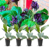 8"-14" Tropical Black Bat Orchird Flower Plant Live, Black Bat Tacca Chantrieri Houseplant, Indoor Outdoor Growing