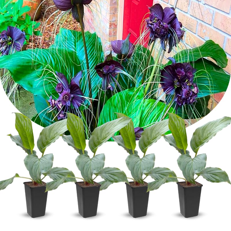 8"-14" Tropical Black Bat Orchird Flower Plant Live, Black Bat Tacca Chantrieri Houseplant, Indoor Outdoor Growing