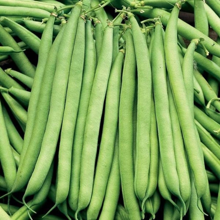 2PPP Green Bean Plant Live for Planting, Bean Bush Starter Plant, 4-6'' Tall in 4 Inches Pot, Edible Vegetable Plant for Outdoor Growing