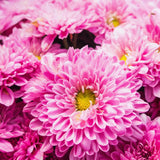 2 Pink Mums Plants Live, 5 to 6 Inc Long, Chrysanthemum Plants Live, Mum Live Plant Gardening,Planting