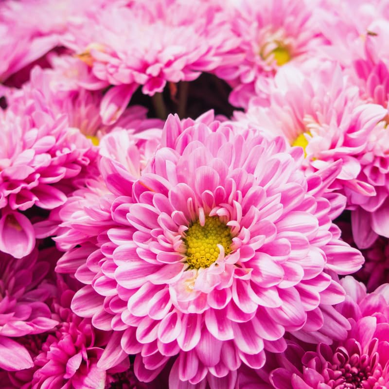 2 Pink Mums Plants Live, 5 to 6 Inc Long, Chrysanthemum Plants Live, Mum Live Plant Gardening,Planting