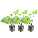 3 Colocasia Plants Live, Elephant Ear Caladium Esculenta Plants, 5 to 8 Inc Tall (Tea Cup)