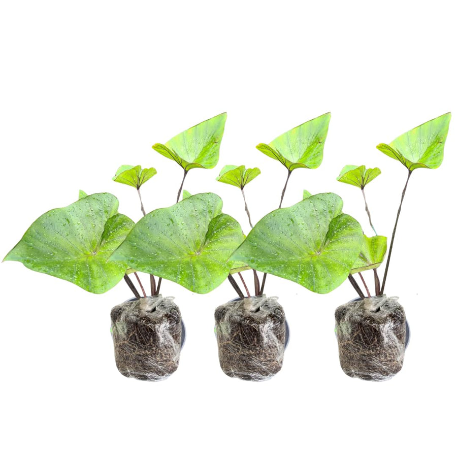 3 Colocasia Plants Live, Elephant Ear Caladium Esculenta Plants, 5 to 8 Inc Tall (Tea Cup)