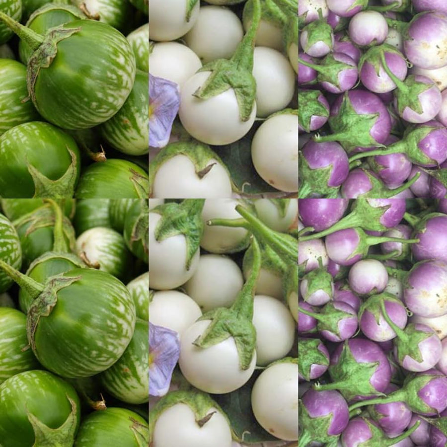 Pack of 100 Mixed Eggplant Seeds for Planting, Assorted Eggplant Vegetable Seeds for Outdoor Gardening, Suitable for Home Garden Beds, Raised Beds, or Containers