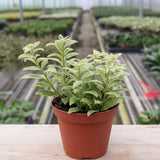 2 Variegated Lipstick Vine Plant, Lipstick Plants Live, 4 Inches Pot for Planting