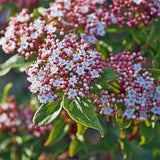 Pink Viburnum Live Plant, Hardy Viburnum Tree Plant, Pink Flower Gardening, 2.5 Inches Pot