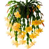 Yellow Thanksgiving Cactus in 4" Pot for Spring Planting, Indoor Outdoor Home Decor