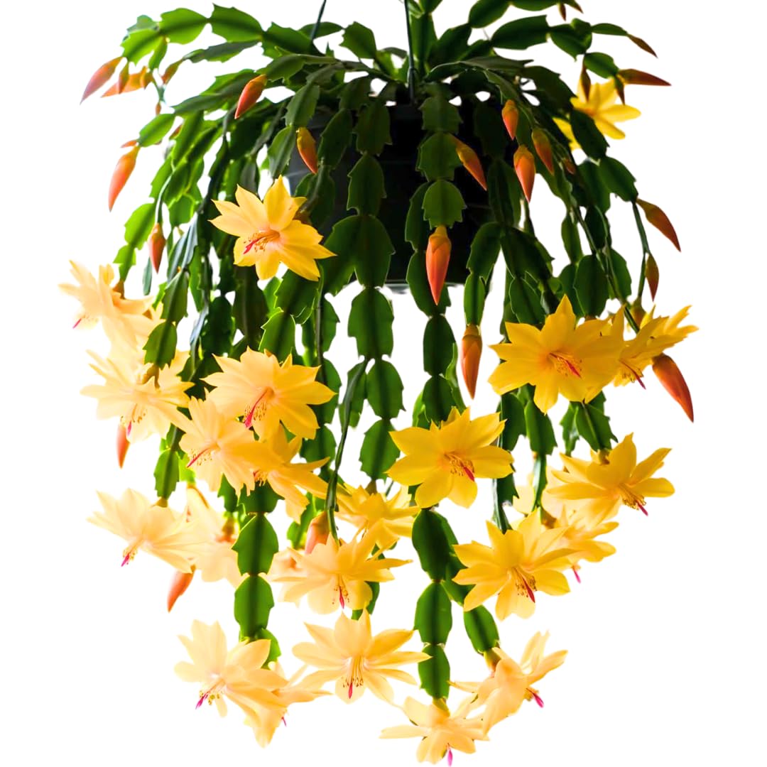 Yellow Thanksgiving Cactus in 4" Pot for Spring Planting, Indoor Outdoor Home Decor