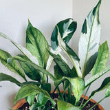Set 2 Variegated Peace Lily Plants Indoor Live Plant, White Lily Flower Plant Live for Houseplant, 4 to 8 Inc Lily Plant for Indoor Outdoor Planting