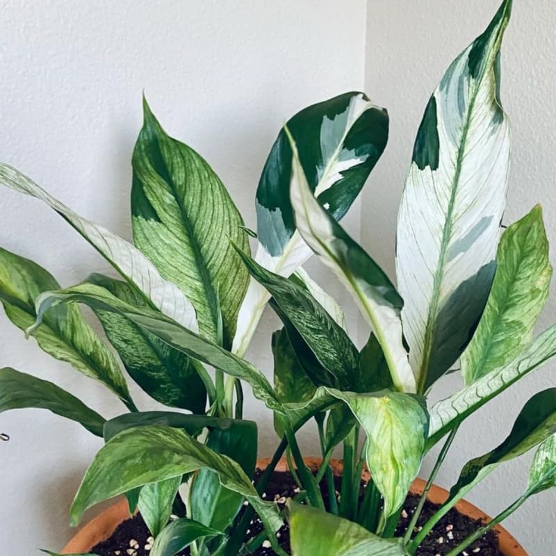 Set 2 Variegated Peace Lily Plants Indoor Live Plant, White Lily Flower Plant Live for Houseplant, 4 to 8 Inc Lily Plant for Indoor Outdoor Planting