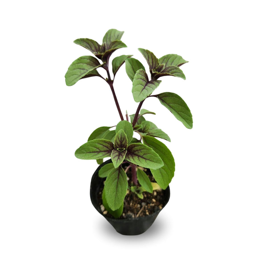6 African Blue Basil Plants Live, 4 to 6 Inc in Height, Basil Plants Live