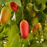 Little Gourd Live Plant Pot, Ivy Gourd Plant Live, 8 to 11 Inc Tall, Half Gallon Pot Vegetable Small Plant for Growing