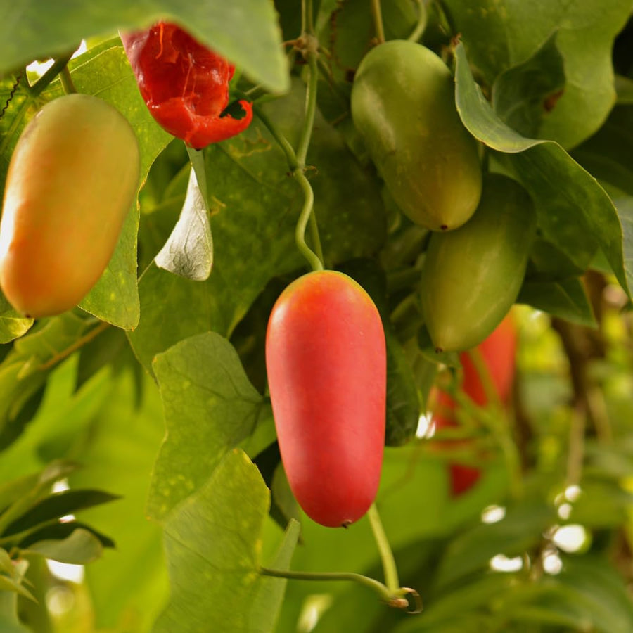 Little Gourd Live Plant Pot, Ivy Gourd Plant Live, 8 to 11 Inc Tall, Half Gallon Pot Vegetable Small Plant for Growing