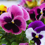3 Assorted Pansies Plants Live Potted, Pansy Plants Live, 4 to 6 Inc Tall Flower Gardening Indoor Outdoor