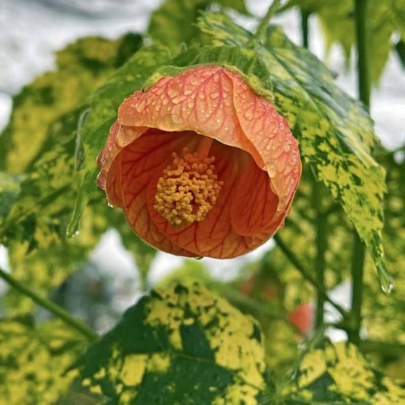 Variegated Abutilon Live Plant, Abutilon Flowering Vine, Trailing Lantern Flower Well Rooted 5-7 Inch Tall