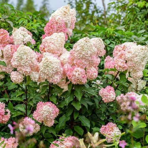 Pink White Hydrangea Tree Live Plant, Hydrangea Plant Live Garden, Perennial Flower Shrub Plant, Quart Pot