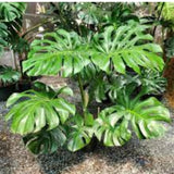 2 Swiss Cheese Plants Live, Monstera Live Plants, Swiss Cheese Philodendron House Plants for Planting, Rare Leaf Monstera 4 to 6 Leaves (Monstera Deliciosa Round Leaf)