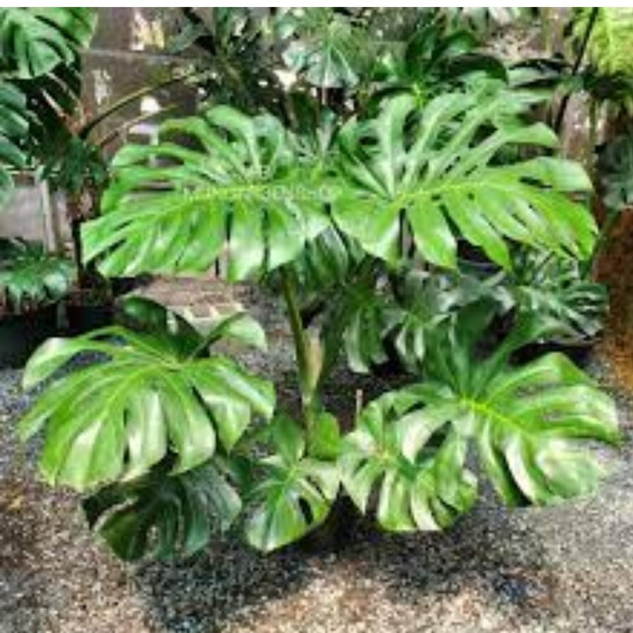 2 Swiss Cheese Plants Live, Monstera Live Plants, Swiss Cheese Philodendron House Plants for Planting, Rare Leaf Monstera 4 to 6 Leaves (Monstera Deliciosa Round Leaf)