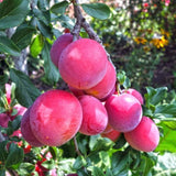 4 Chickasaw Plum Trees Live Plants for Planting, Bare Root, Dormant Cold Hardy, Live Plum Tree, No CA, 10-20 Inches Tall