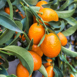 Sweet Kumquat Tree, Grafted 2 Ft Tall, Citrus Kumquat Plant in Pot