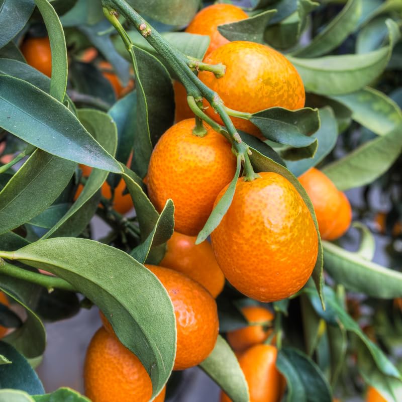 Sweet Kumquat Tree, Grafted 2 Ft Tall, Citrus Kumquat Plant in Pot