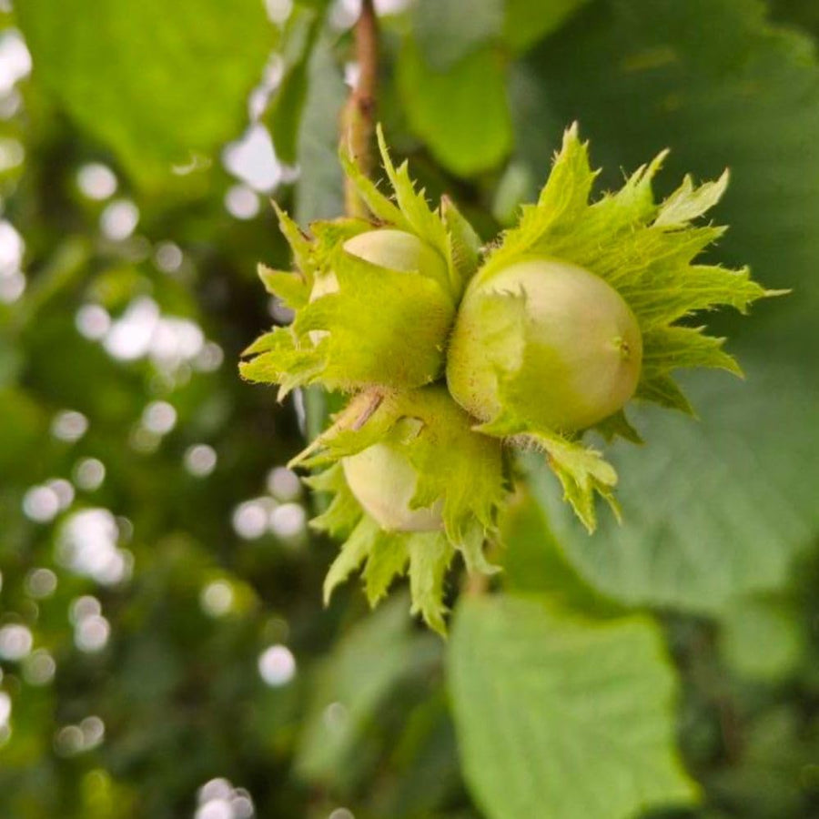 Live Hazelnut Shrub Live Plant 6-10" Tall, in Quart Pot, Hazelnut Plant for Landscaping and Garden, Dormant in Wintert, Well Rooted in Winter