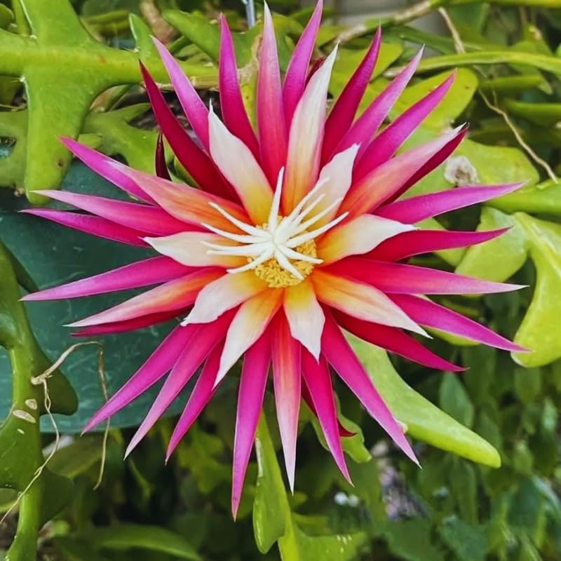 Fishbone Cactus Live Plant 2″ Pot, Indoor Succulent for Planting, Easy Care, Zones 10–11