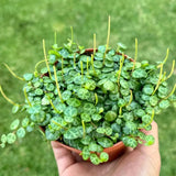 Succulent Plant Live, Trailing Houseplant, Indoor Green Foliage Plant in 4 Inch Pot (String of Turtles)
