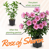 Pink Rose of Sharon Plant in Quart Pot, Hardy Hibiscus Flowering Shrub, Vibrant Outdoor Althea Plants, Fast-Growing Perennial
