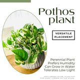 2 Pothos Live Plants, Live Pothos Plant, 3 to 5 Inc Tall, Indoor House Plants Outdoor (Variegated)