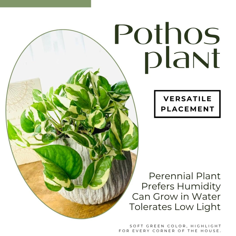 2 Pothos Live Plants, Live Pothos Plant, 3 to 5 Inc Tall, Indoor House Plants Outdoor (Variegated)