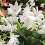 White Thanksgiving Cactus in 4" Pot for Spring Planting, Indoor Outdoor Home Decor