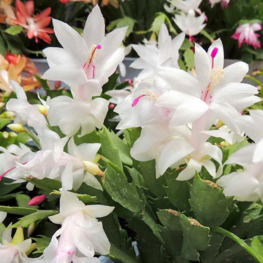White Thanksgiving Cactus in 4" Pot for Spring Planting, Indoor Outdoor Home Decor